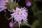 Appalachian blazing star